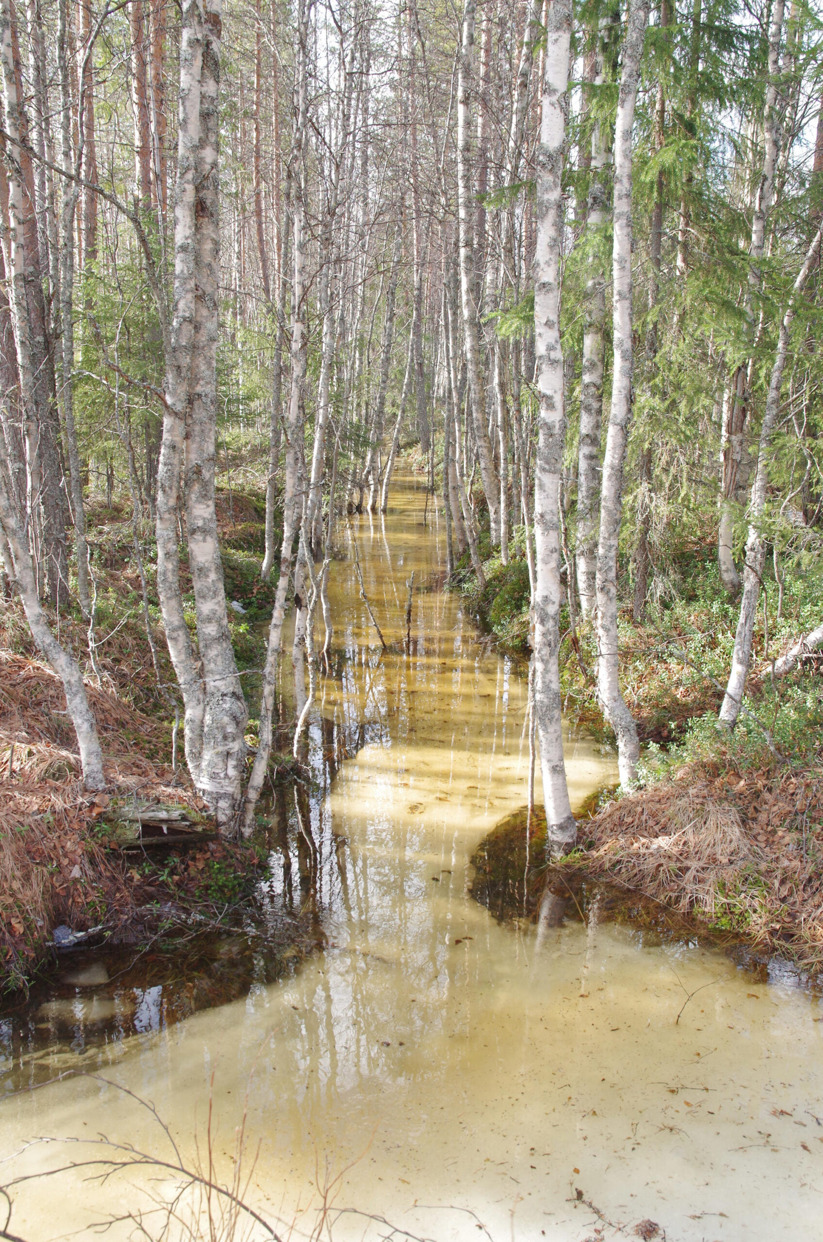 A forest drainage ditch between birch trees with water flowing over a layer of ice.